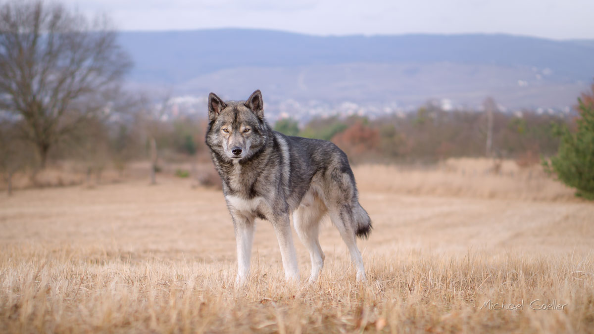 Wolf look-alike Ninja looking regal on a winter meadow