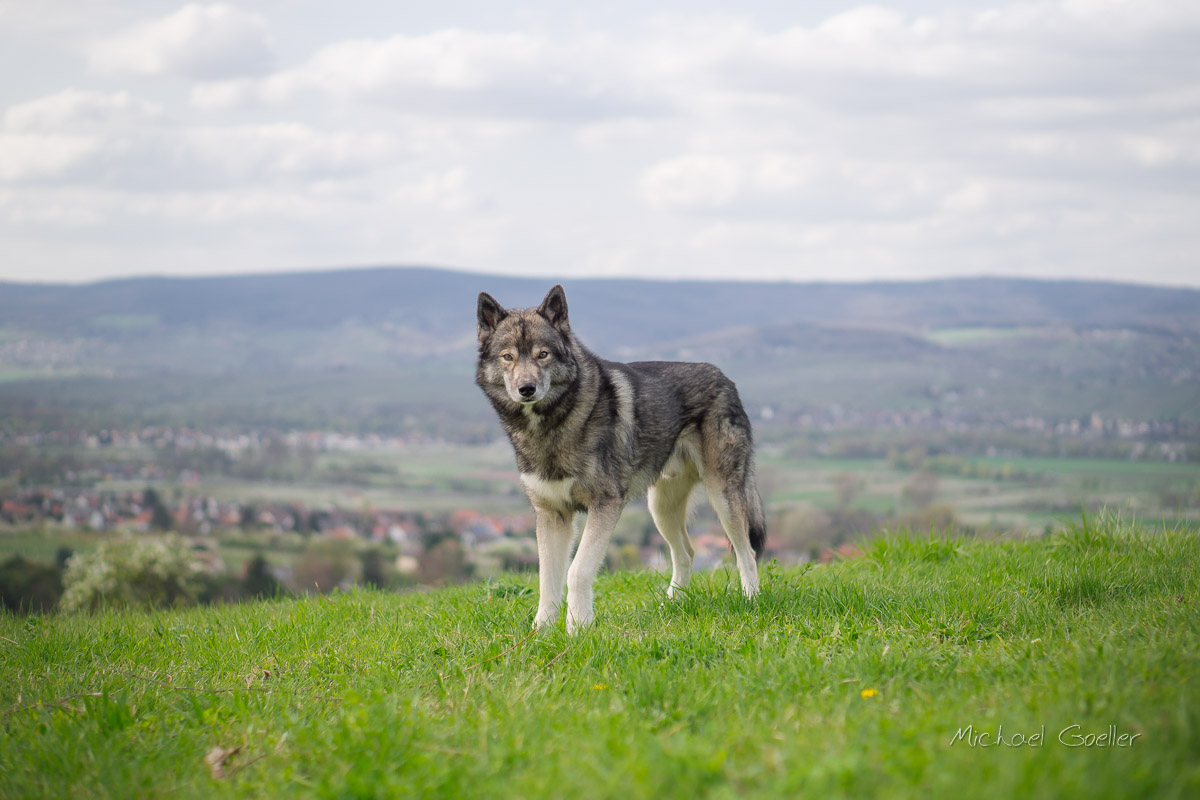 Wolf look-alike Ninja Training Thursday 001b