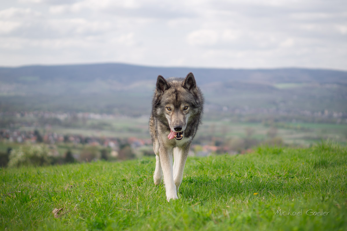 Wolf look-alike Ninja Training Thursday 001a