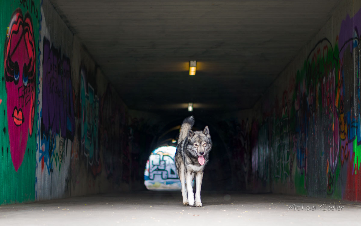 Wolf look-alike Ninjaa walking through a tunnel with graffiti