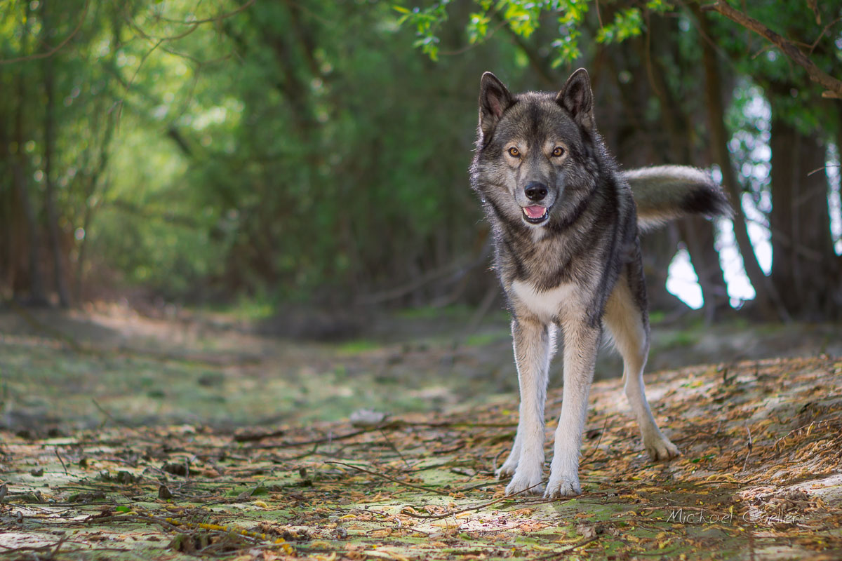 Wolf look-alike Ninja at the floodplains of river Rhine