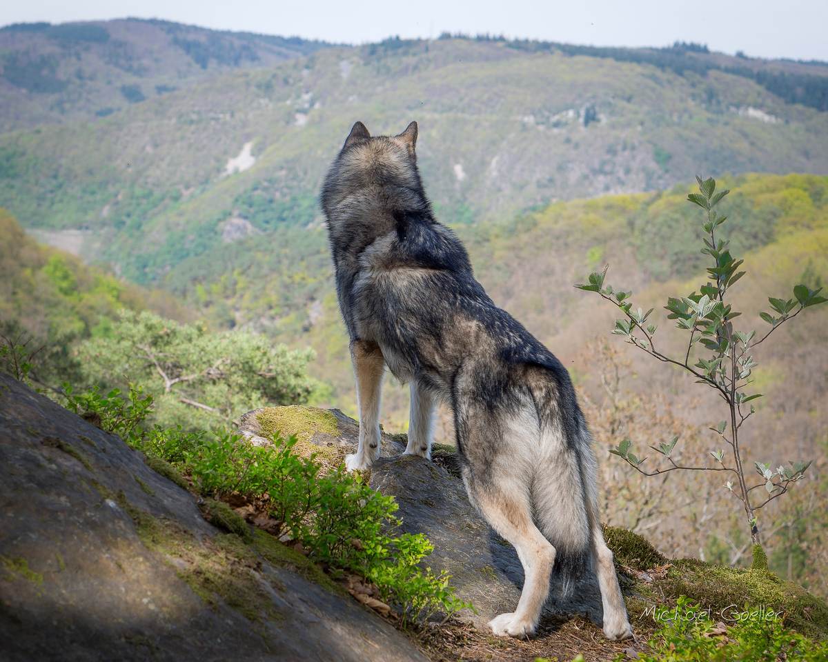 Wolf look-alike Ninja above the Morgenbachtal