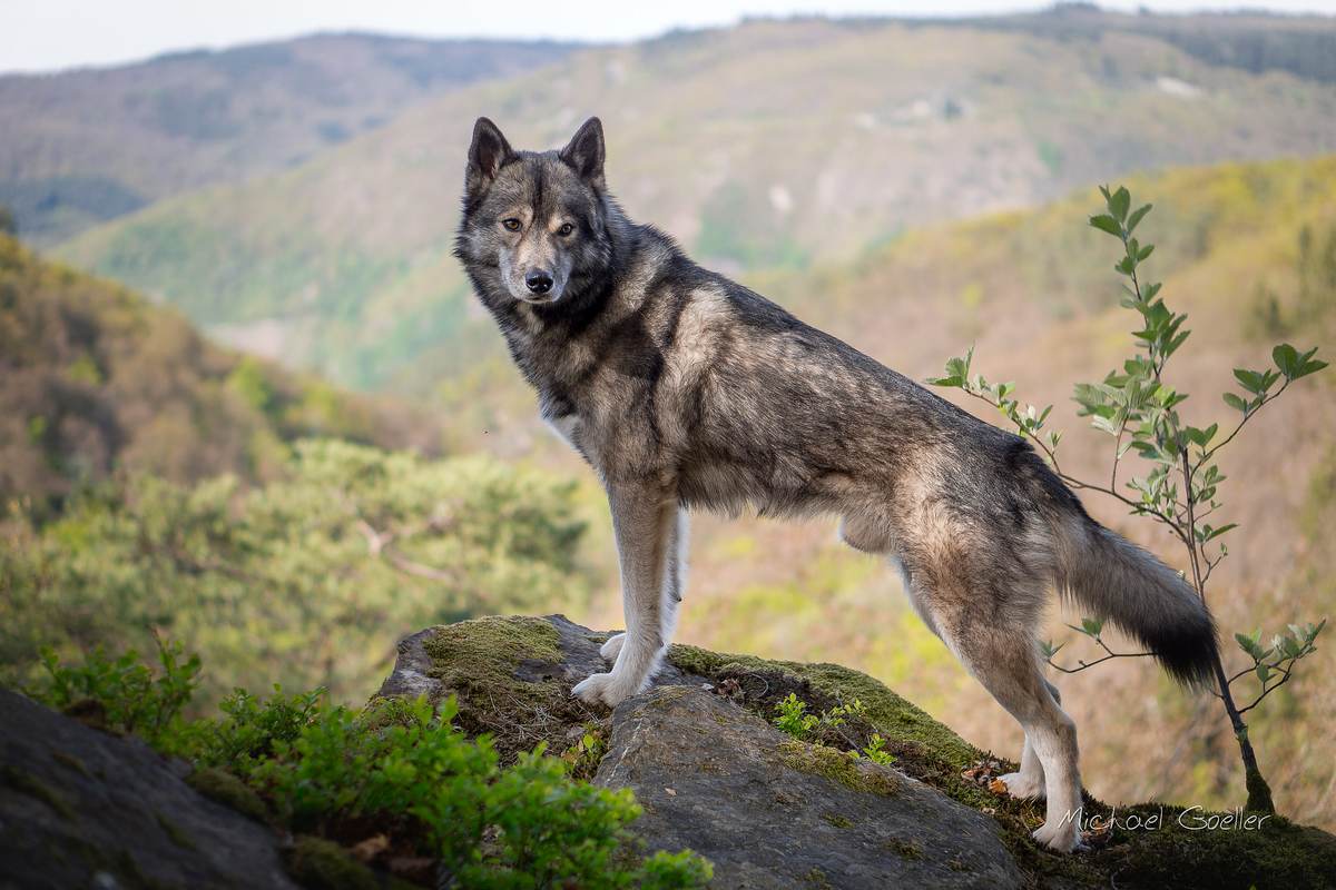 Wolf look-alike Ninja above the Morgenbachtal