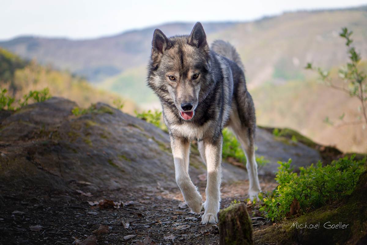 Wolf look-alike Ninja above the Morgenbachtal