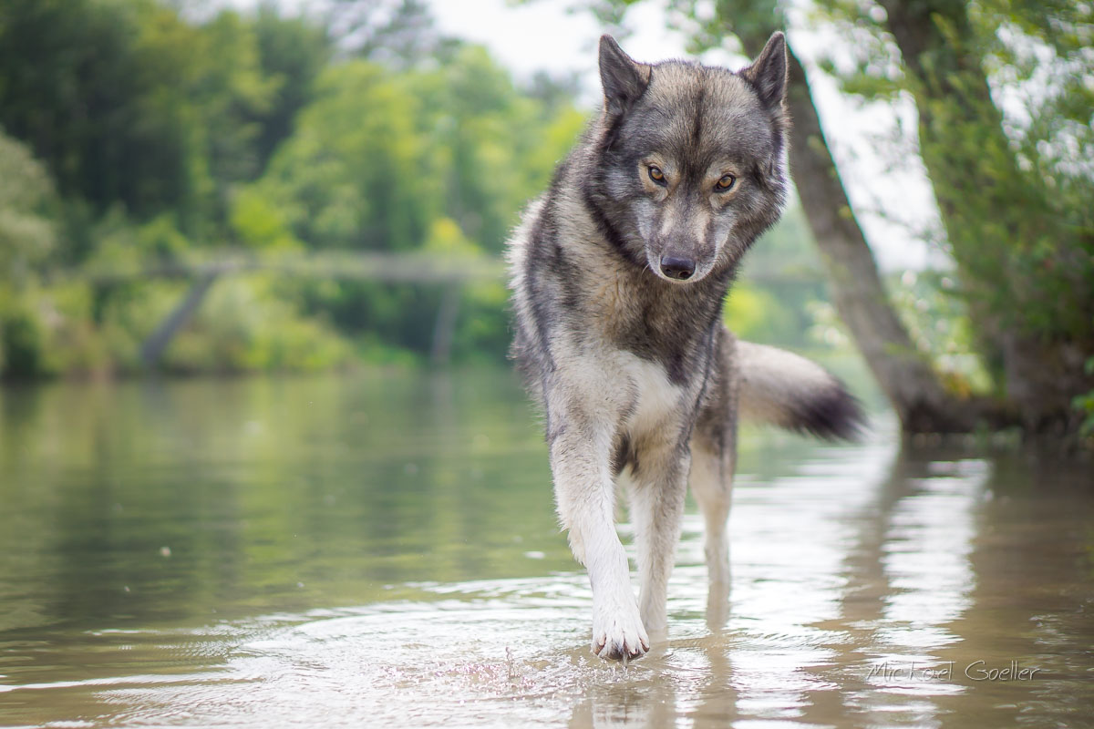 Wolf look alike Ninja giving paw at the riverside