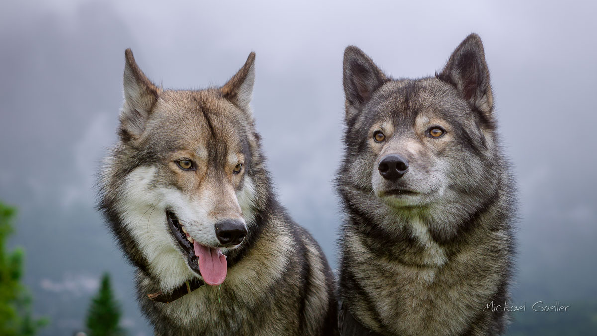 Wolf look-alike Ninja with son Hadez in Austria