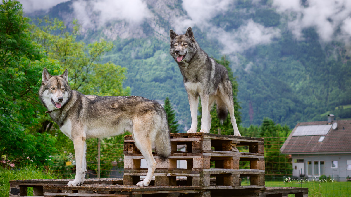 Wolf look-alike Ninja with son Hadez in Austria