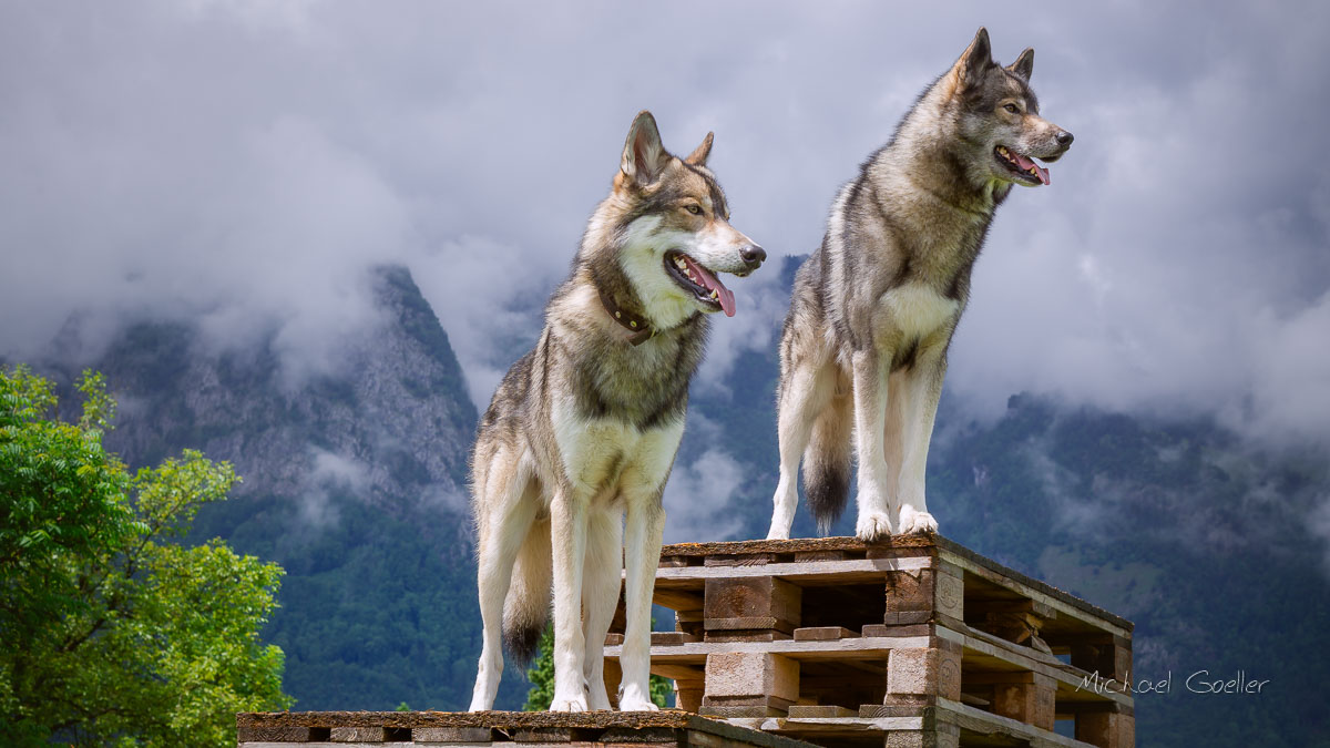 Wolf look-alike Ninja with son Hadez in Austria