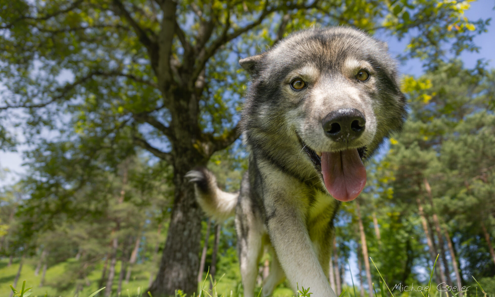 Fisheye closeup of Wolf look-alike Ninja