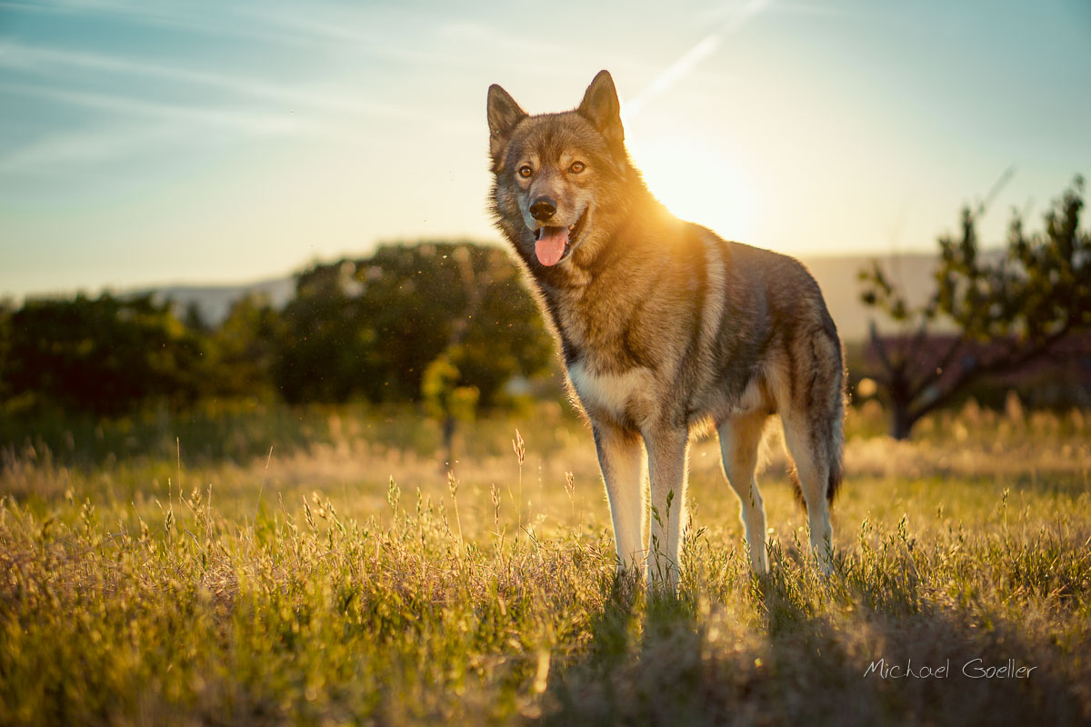 Wolf look-alike Ninja golden hour glow