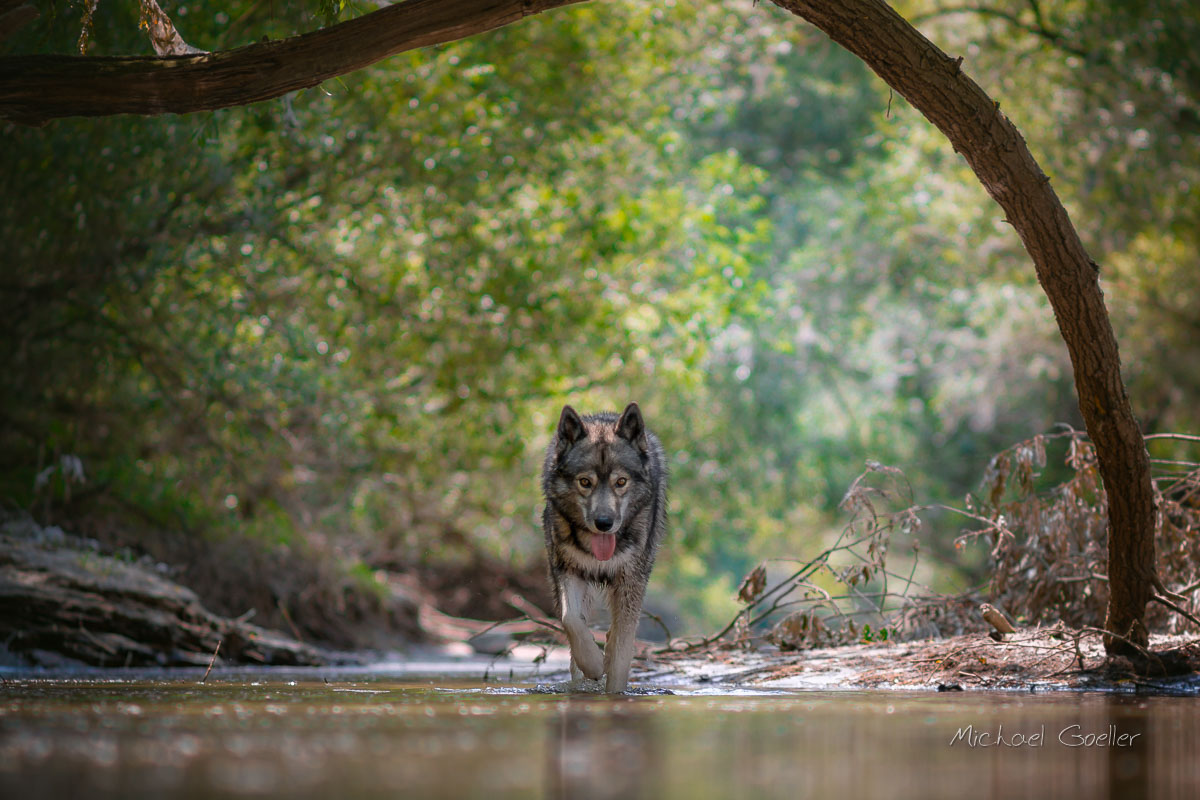 Wolf look-alike Ninja at the floodplains of river Rhine