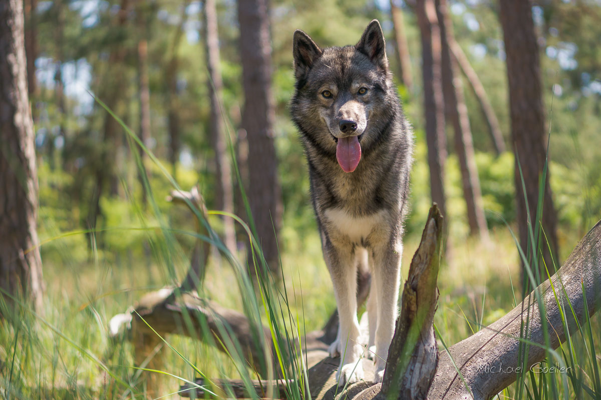 Wolf look-alike Ninja standing on a branch