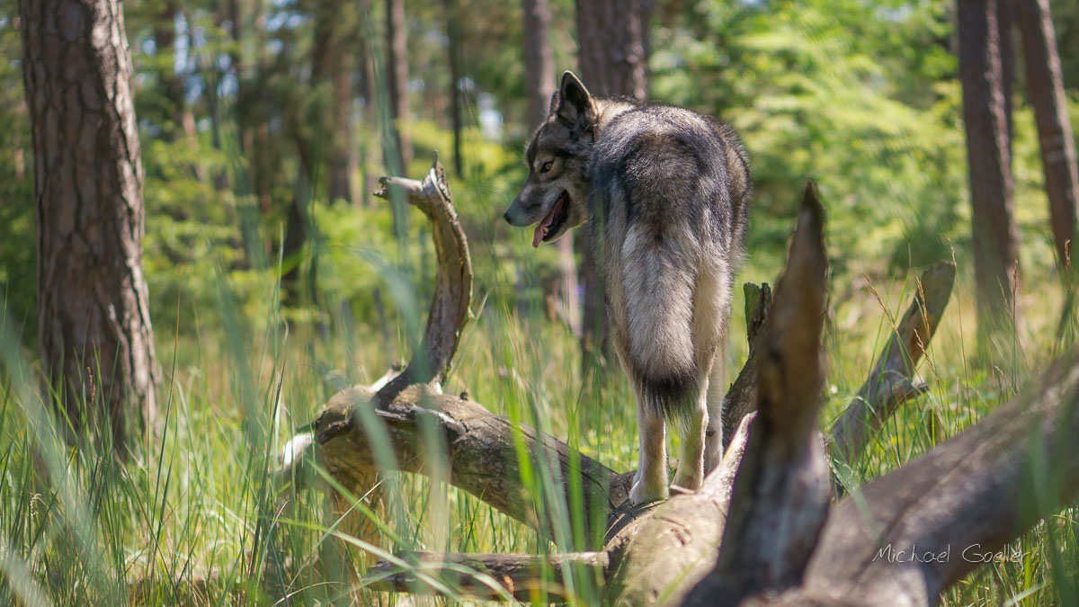 Wolf look-alike Ninja standing on a branch