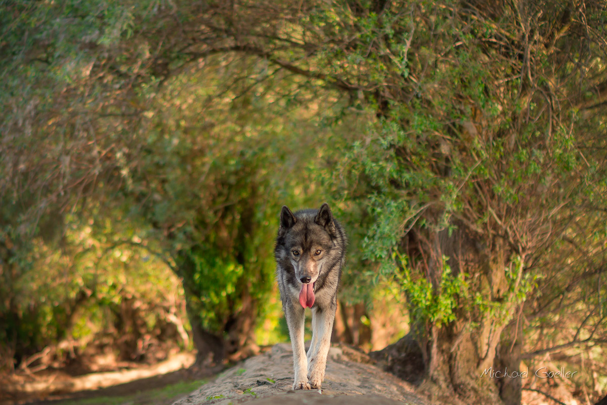 Taken a picture of wolf look alike Ninja during the golden hour