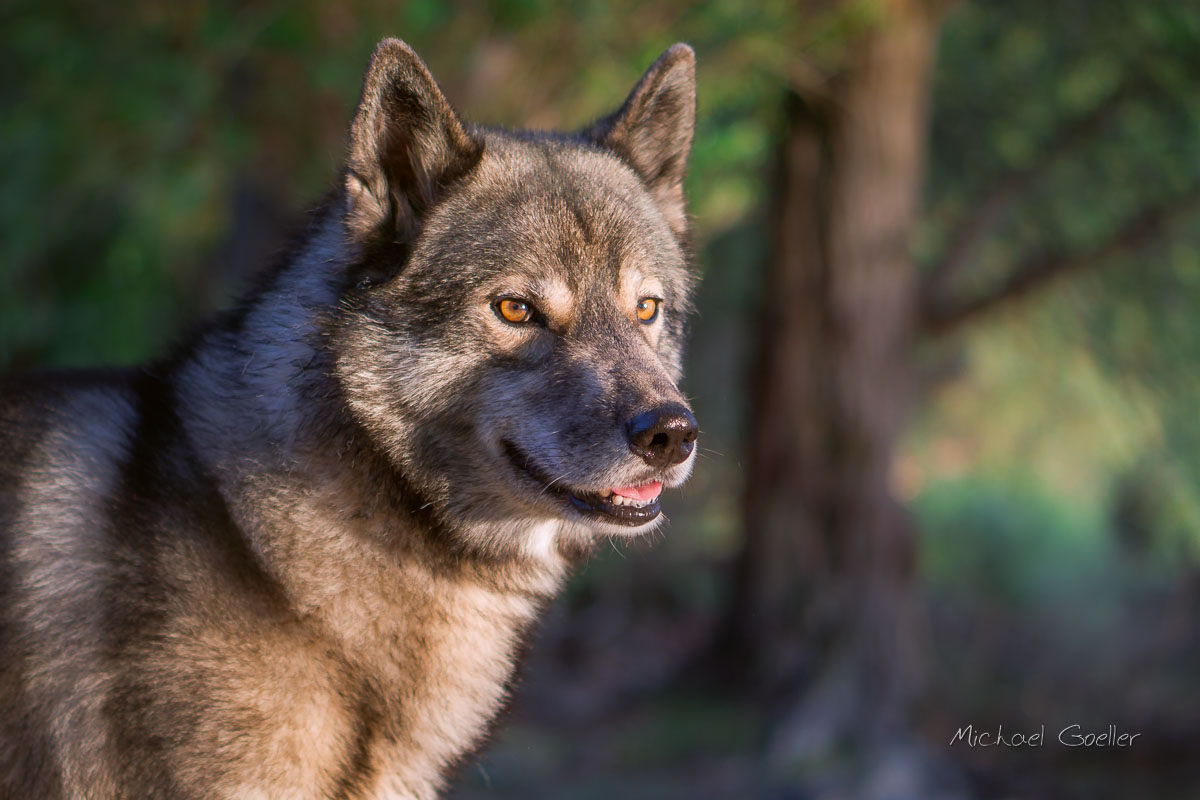 Wolf look-alike Ninja on the dam at the riverside