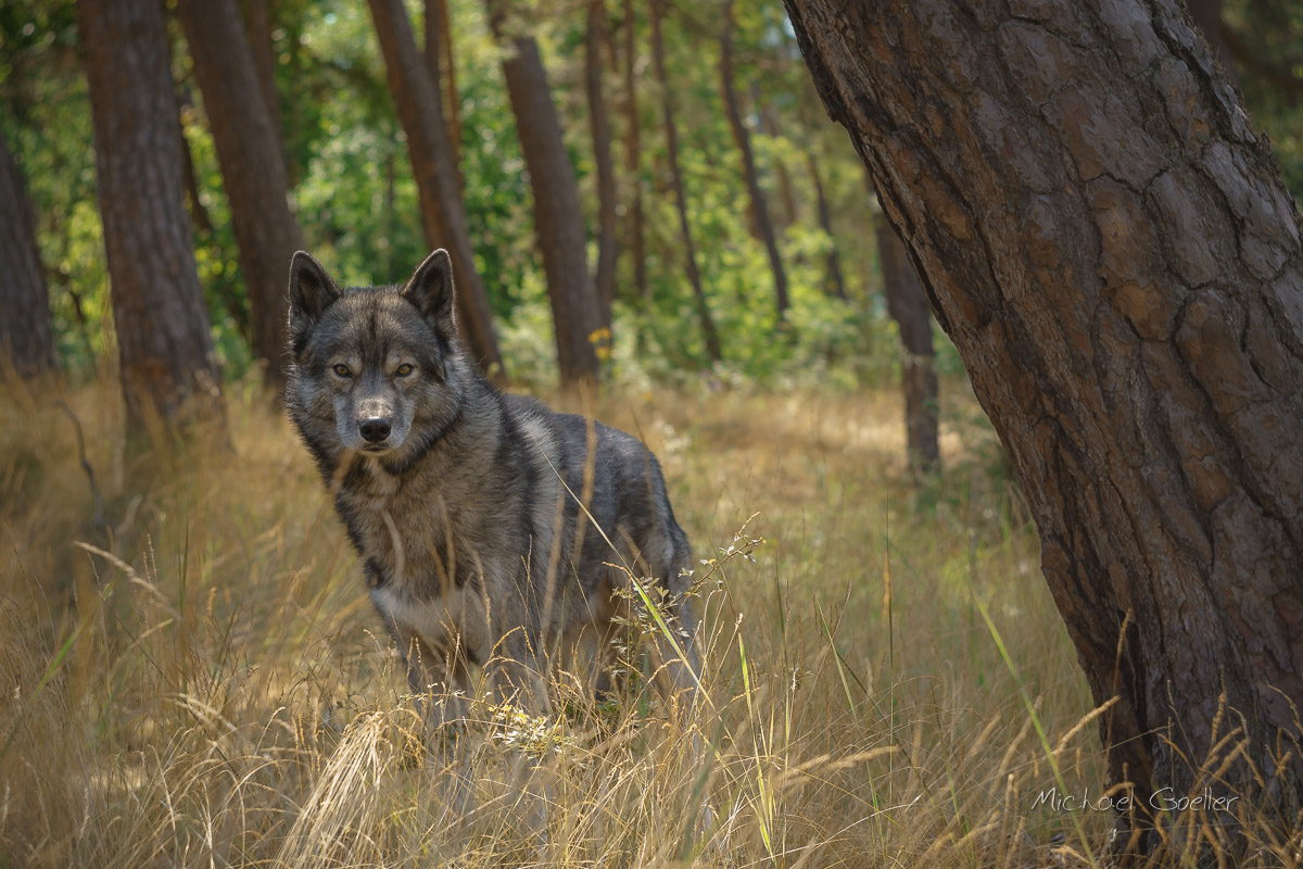 Wolf look alike Ninja posing. Taken with a Helios 44M-2