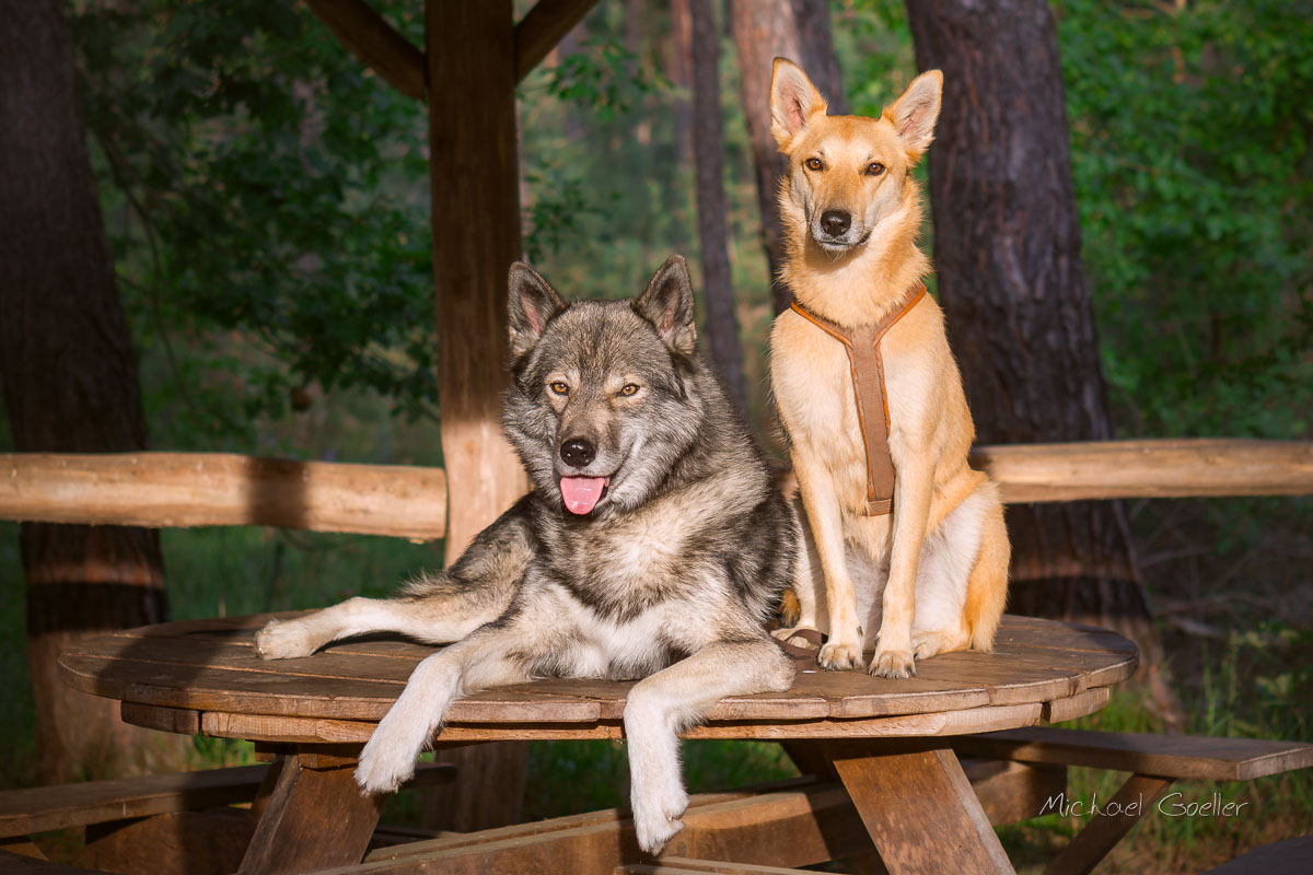 Wolf look-alike Ninja with Dingo on a Table