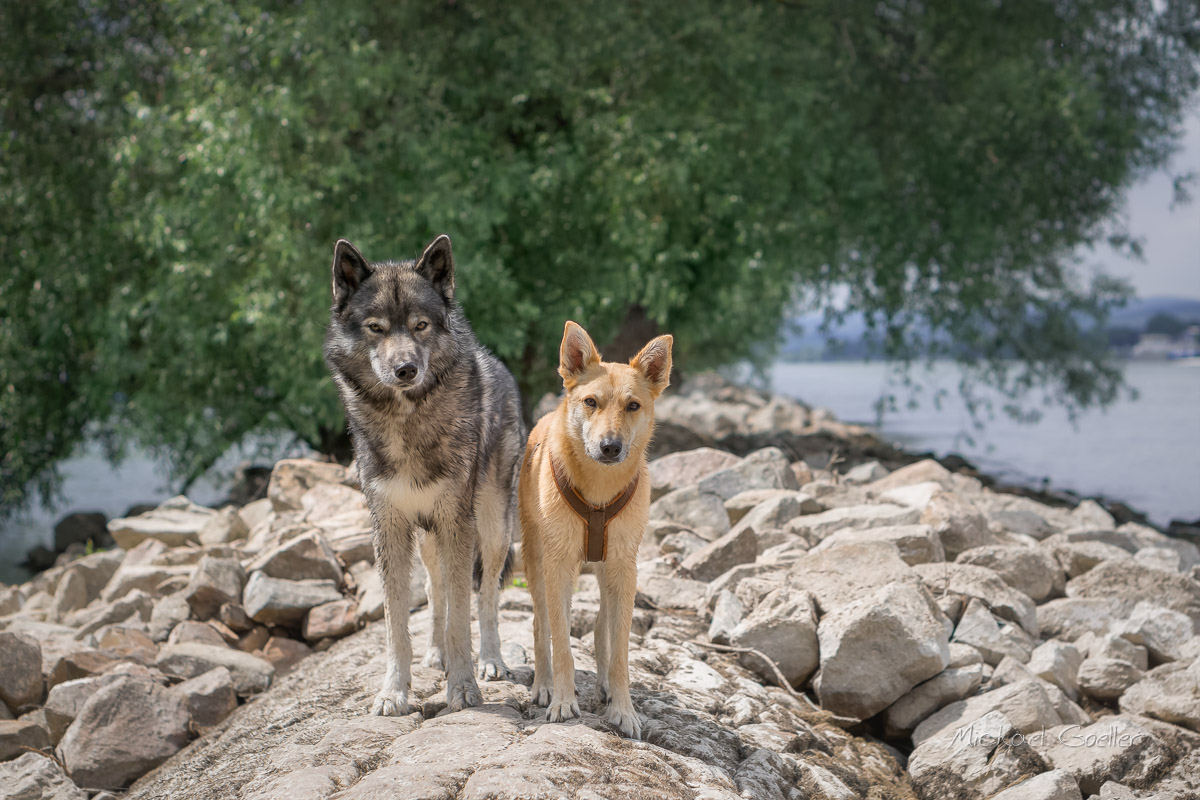 Wolf look alike Ninja posing with Smilla