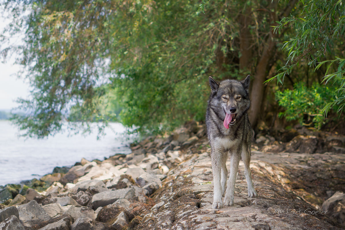 Wolf look-alike Ninja walking the levee of river Rhine