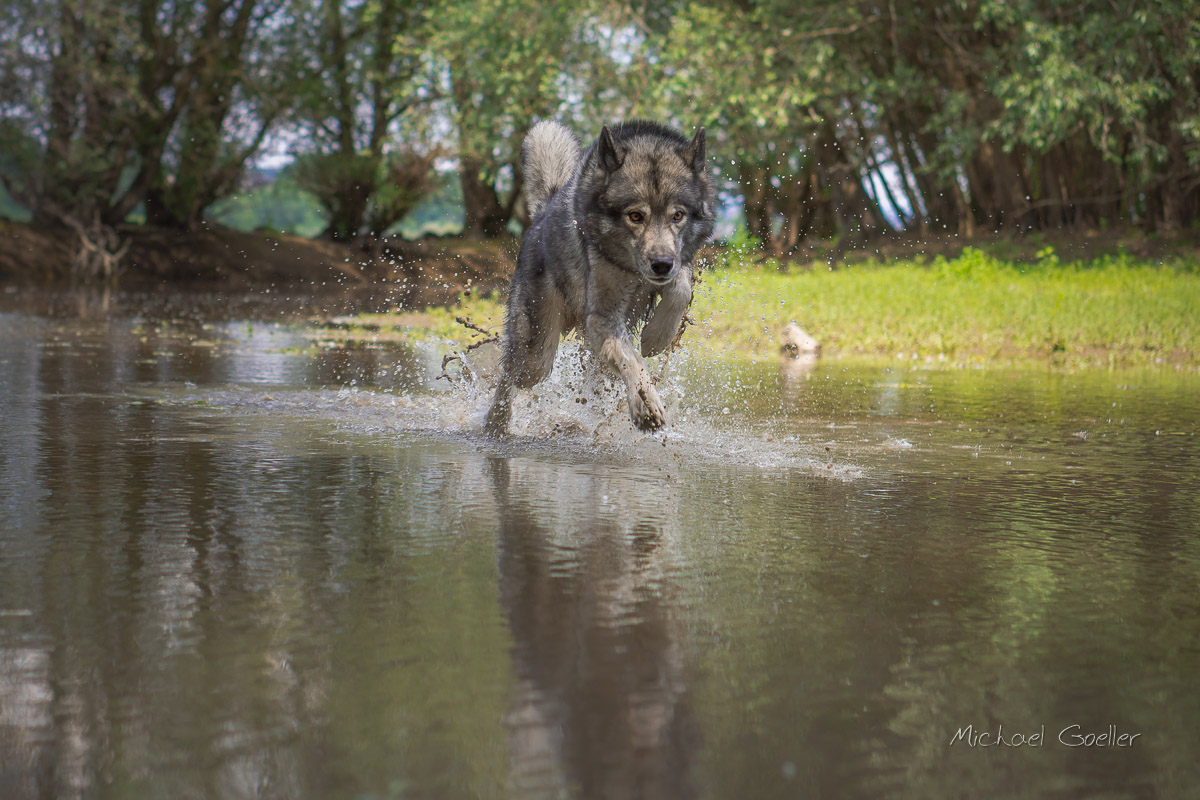 Wolf look alike Ninja flying over a lake