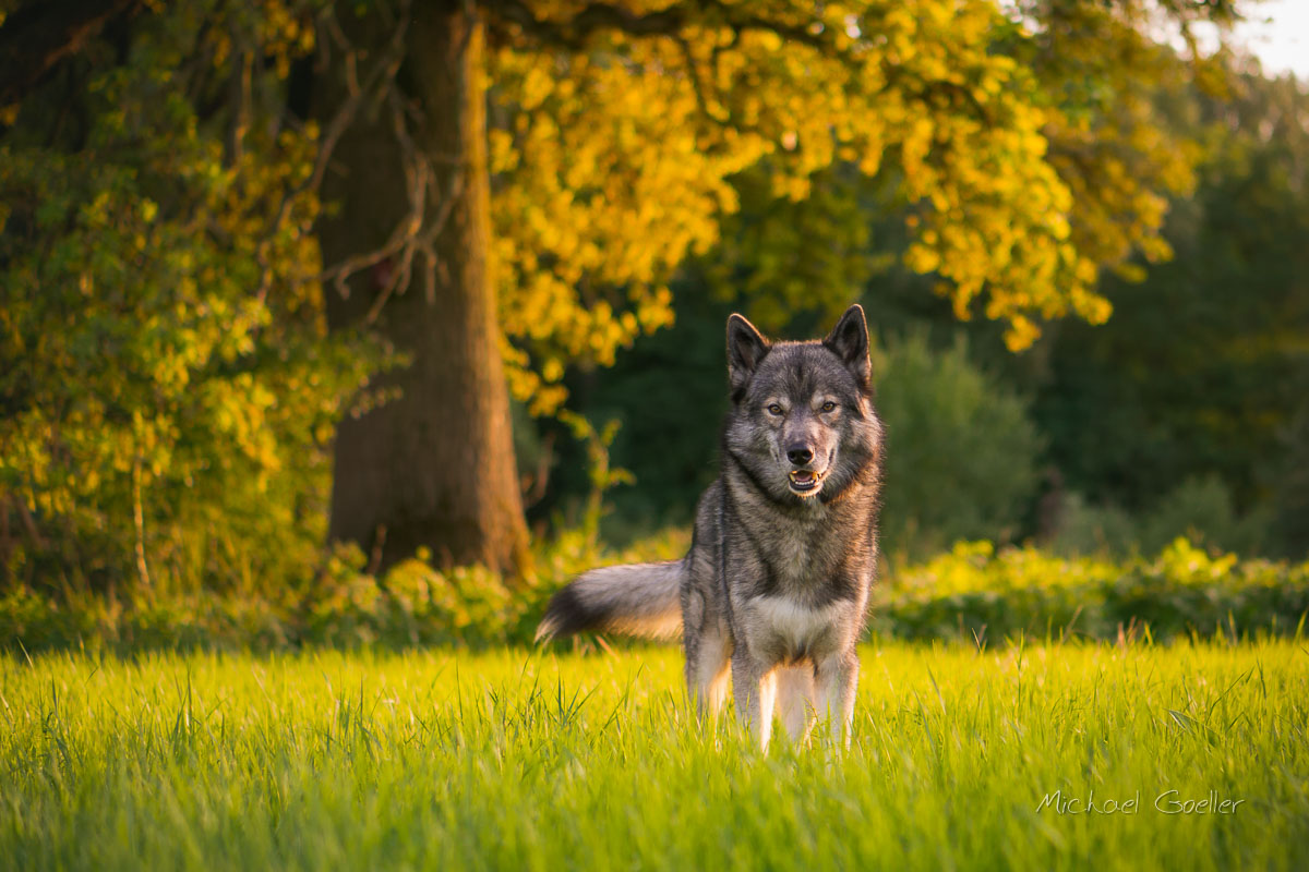 Wolf look-alike Ninja standing on meadows at sunset