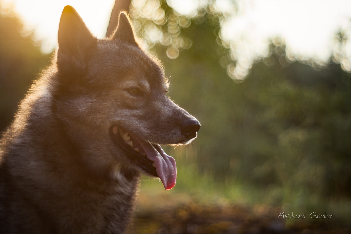 Wolf look alike Ninja in the sunset, Jupiter 8