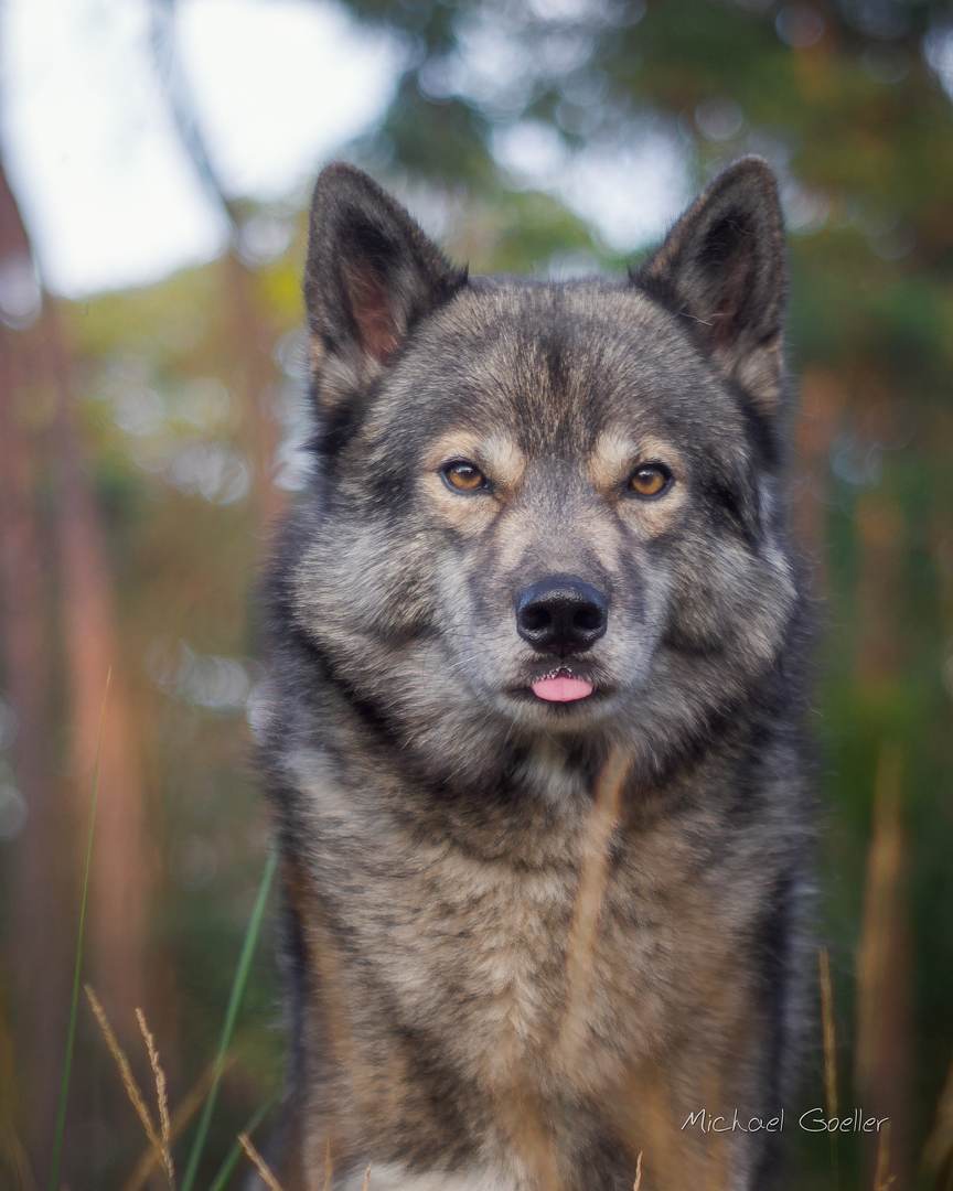 Wolf look alike Ninja is indolent