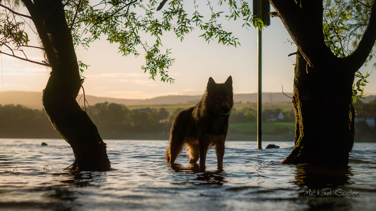 Wolf look-alike Ninja standing at the riverside