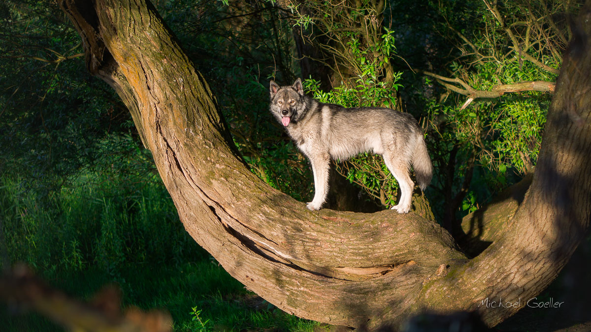 Wolf look-alike Ninja standing on a branch