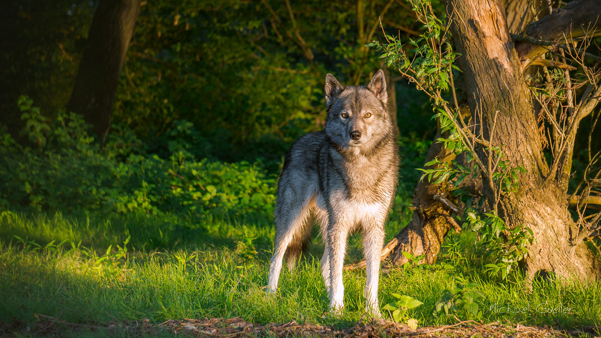Wolf look-alike Ninja Golden Hour shot
