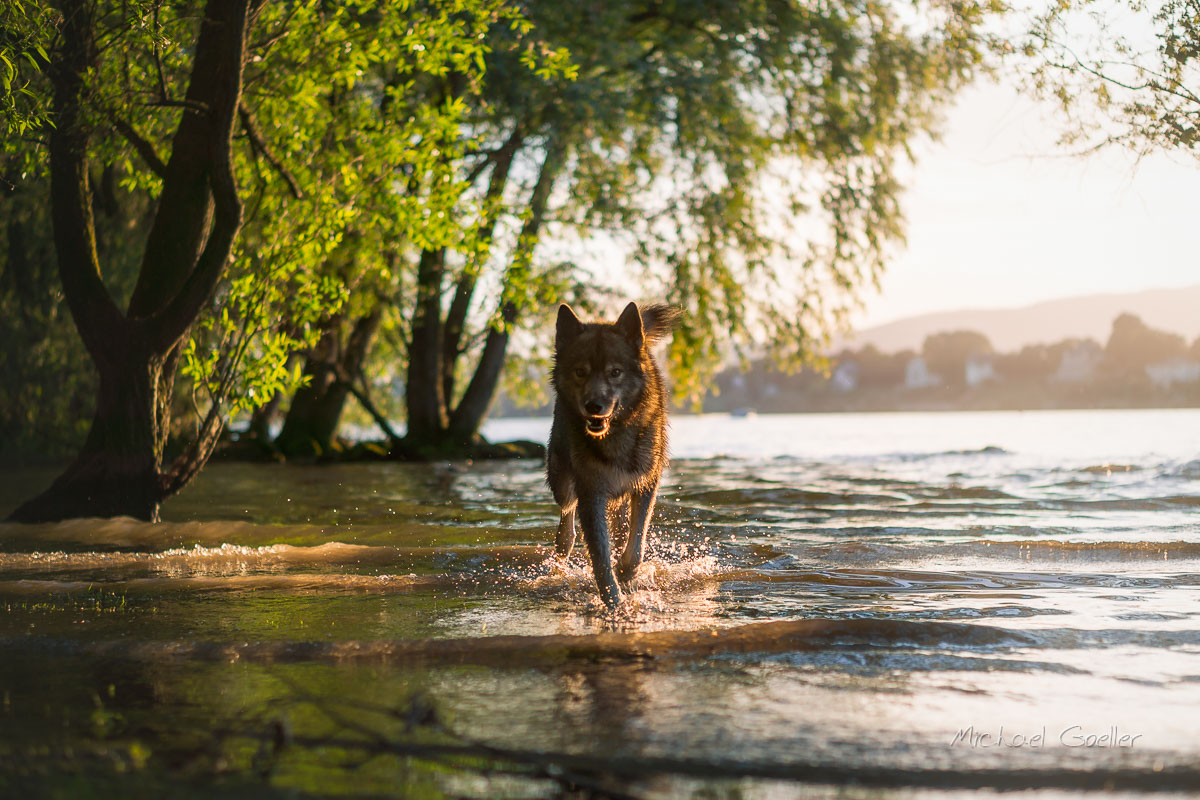 Wolf look-alike Ninja standing at the riverside