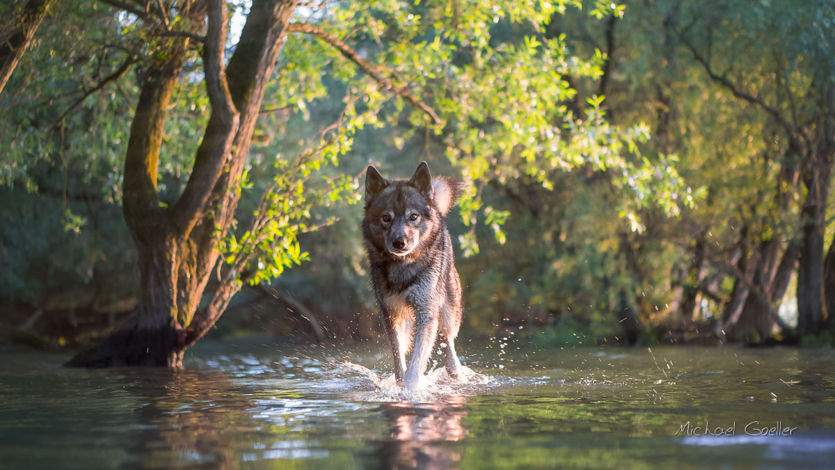 Wolf look-alike Ninja at the flooded river Rhine