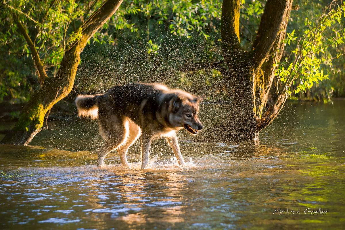 Wolf look-alike Ninja at the flooded river Rhine