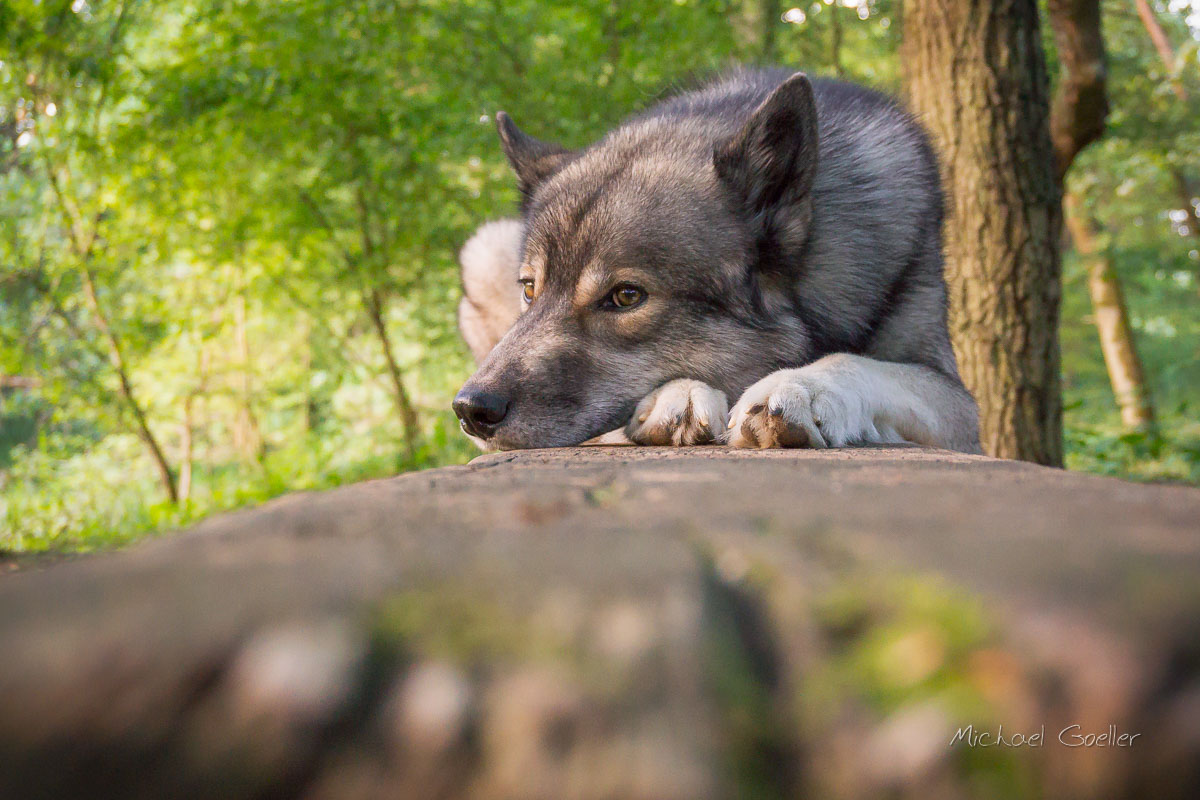 Wolf look-alike Ninja resting on a bench