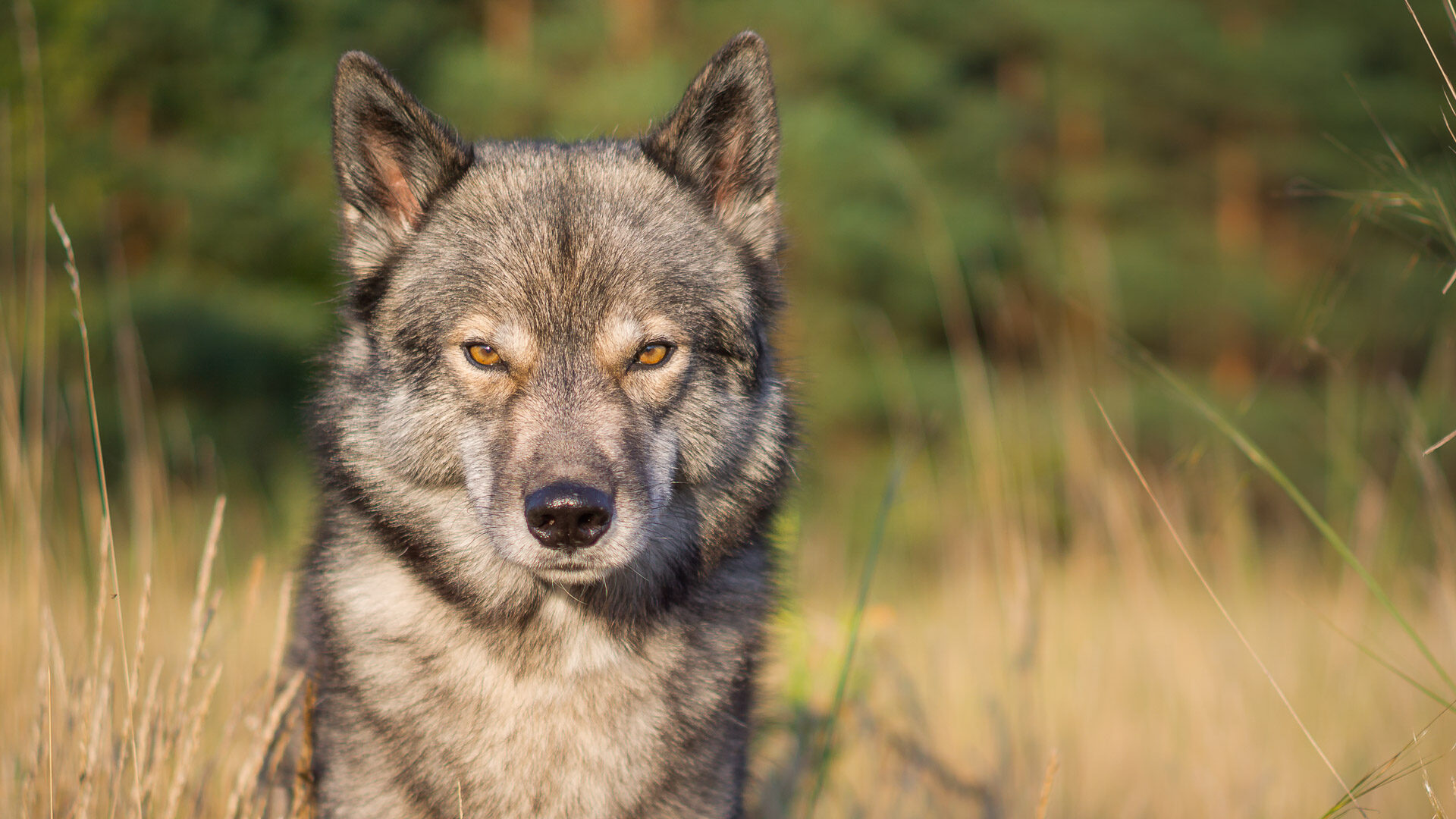 Wolf look-alike Ninja sunset portrait