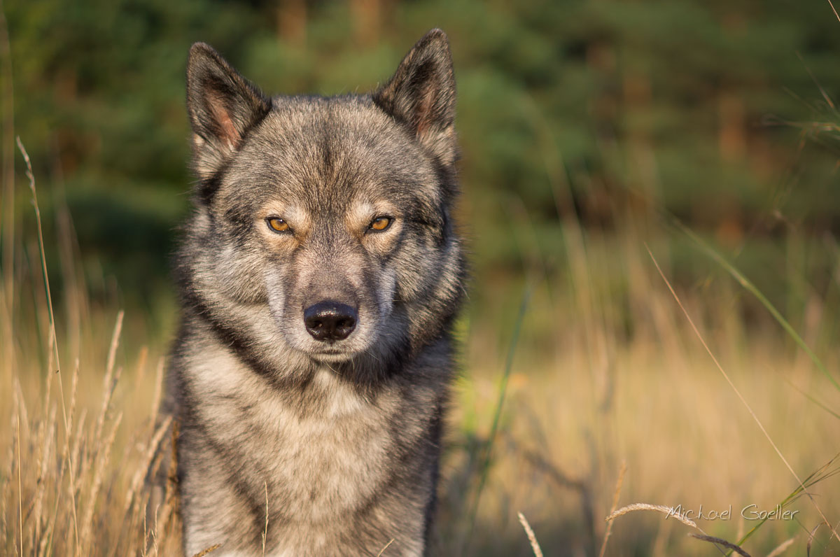 Wolf look alike Ninja sunset portrait