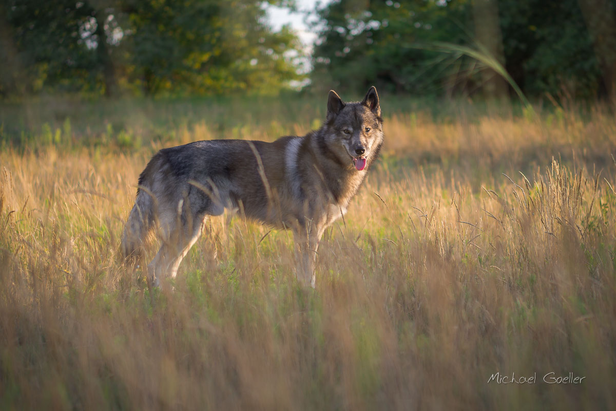 Wolf look alike Ninja sunset