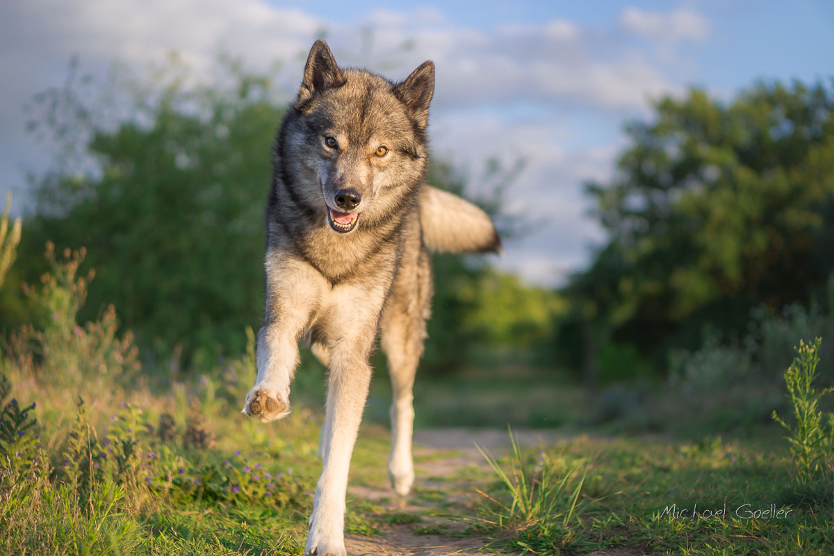 Wolf look-alike Ninja happy jump