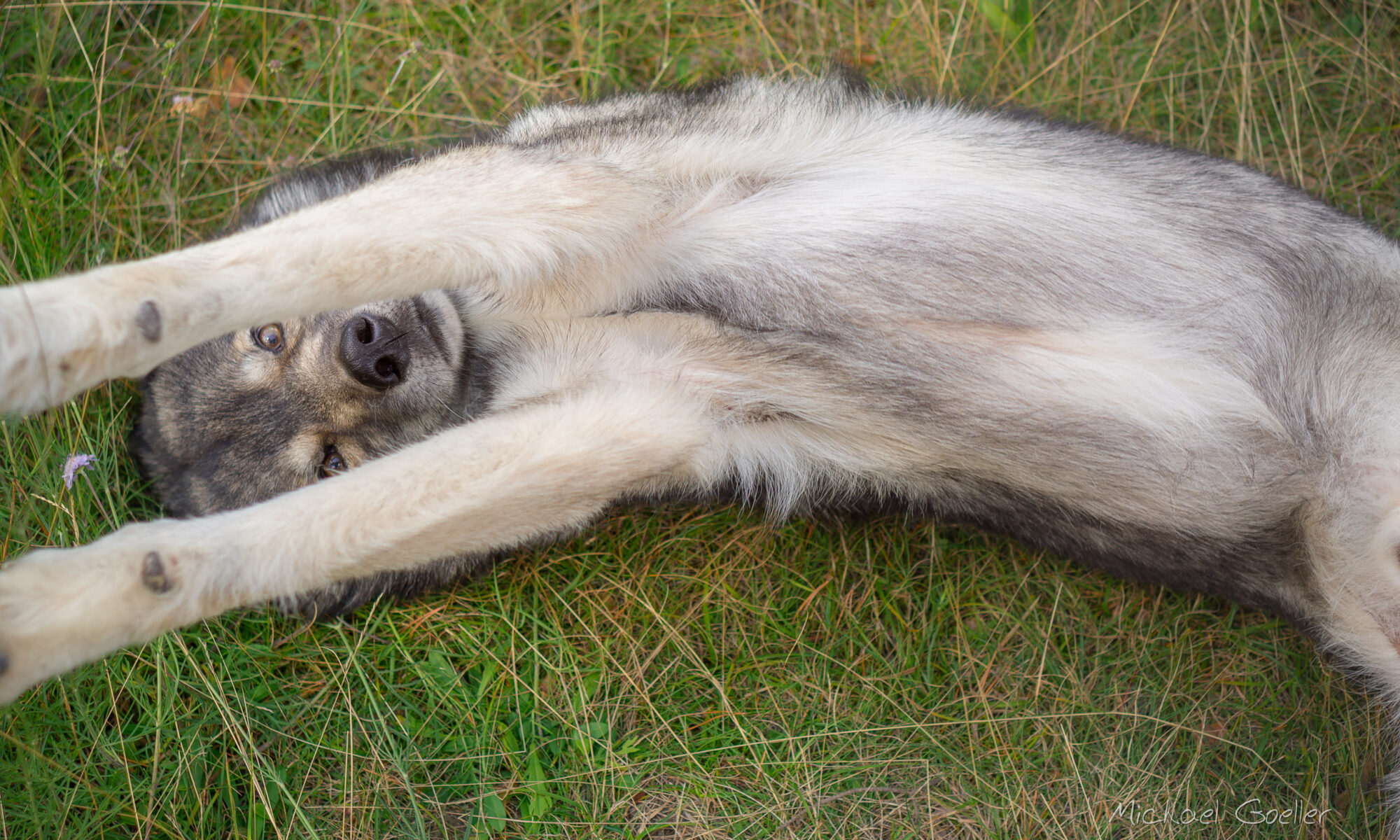 Wolf look-alike Ninja does "Knuddelbär"