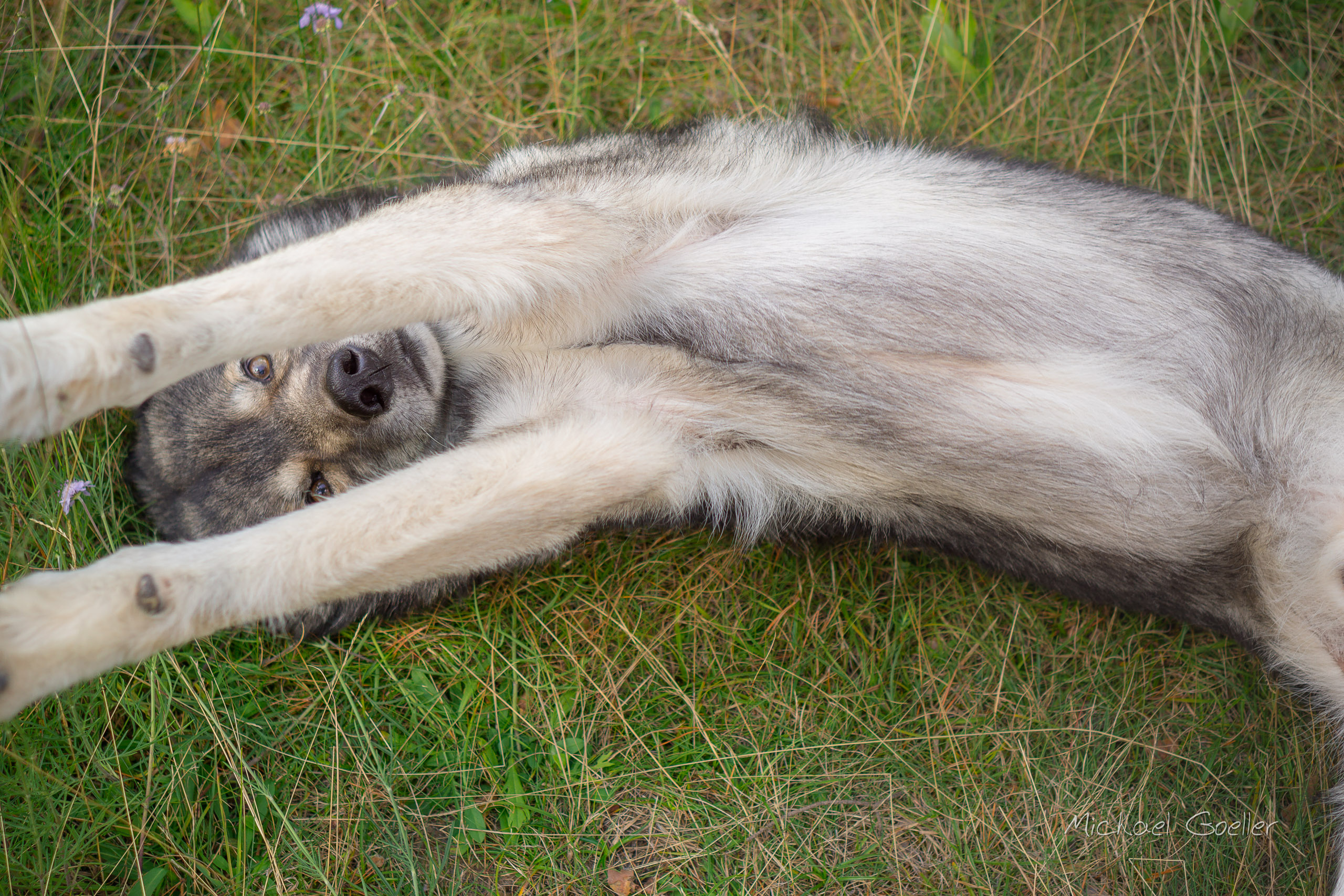 Knuddelbär…