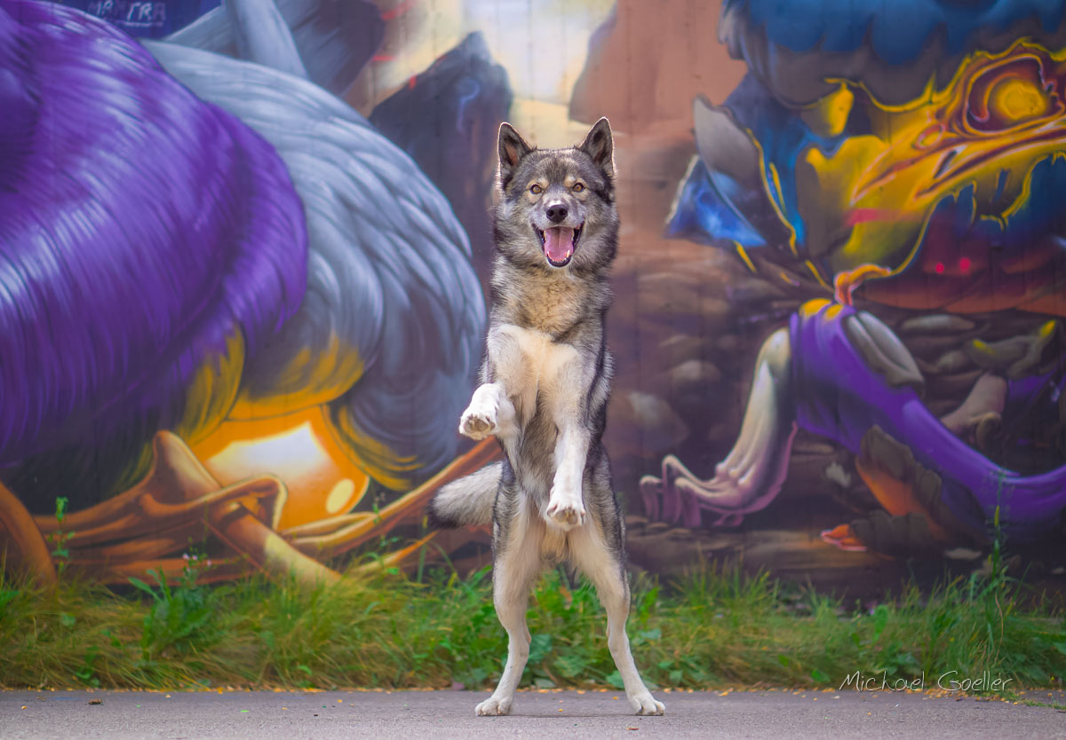 Wolf look alike Ninja framed in graffiti