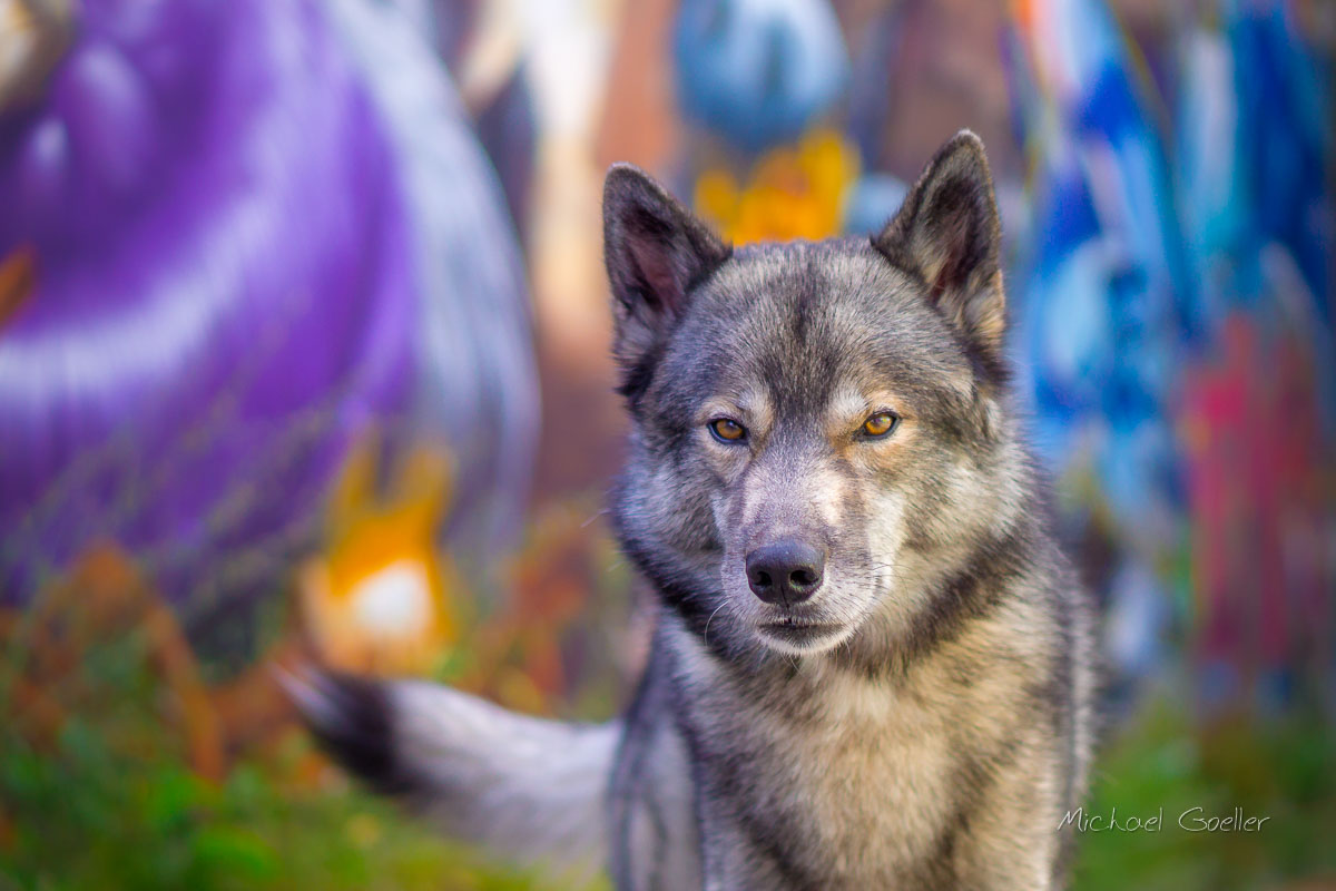 Wolf look alike Ninja framed in graffiti