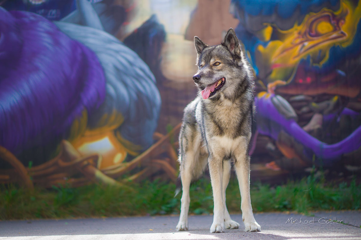 Wolf look alike Ninja framed in graffiti