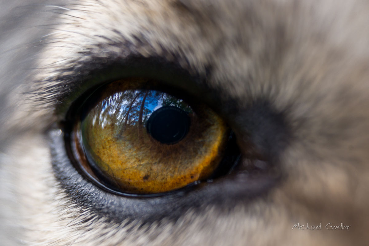 Wolf look-alike Ninja with bright amber eyes