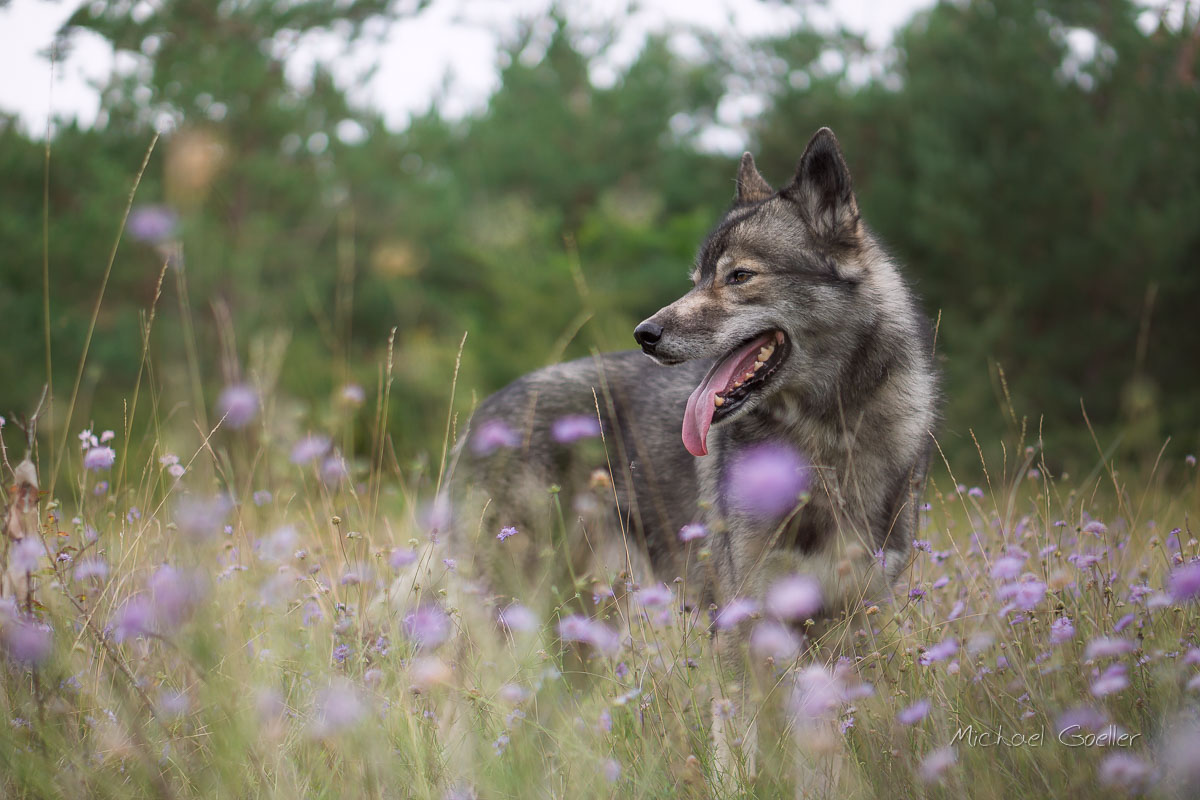 Wolf look-alike Ninja standing in the forest
