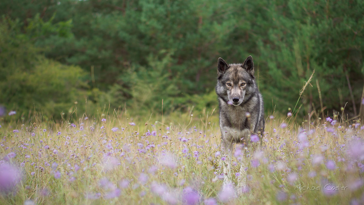 Wolf look-alike Ninja standing in the forest
