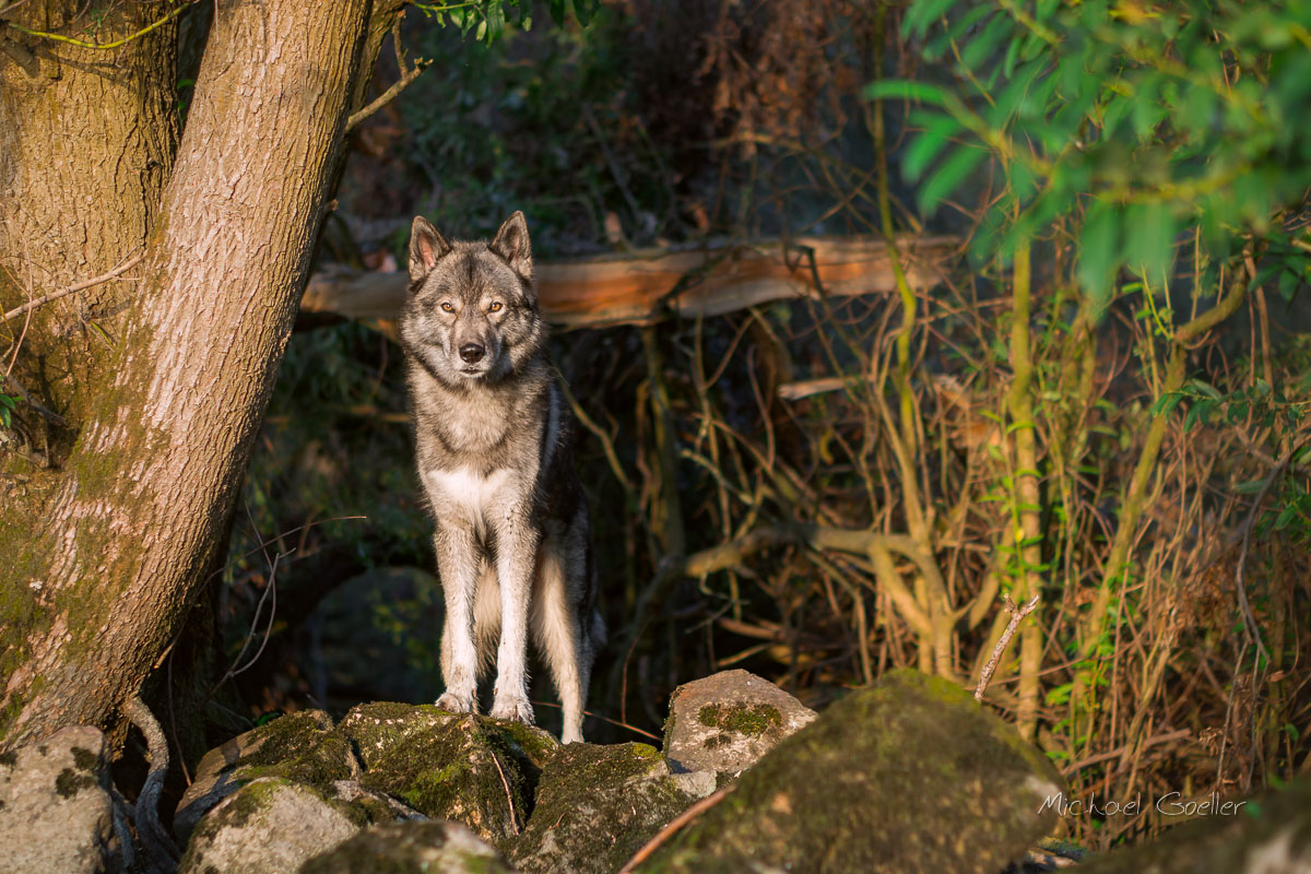 Wolf look-alike Ninja on the dam at the riverside