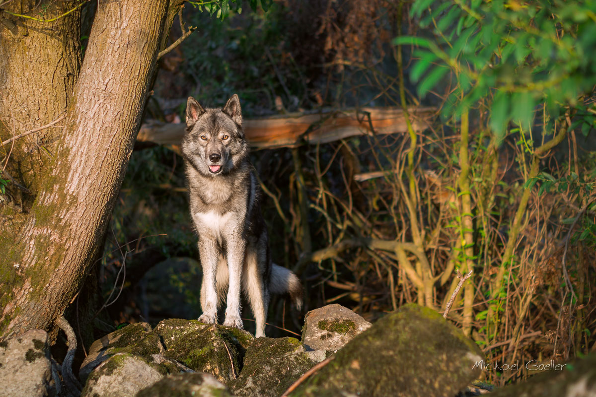 Wolf look-alike Ninja on the dam at the riverside