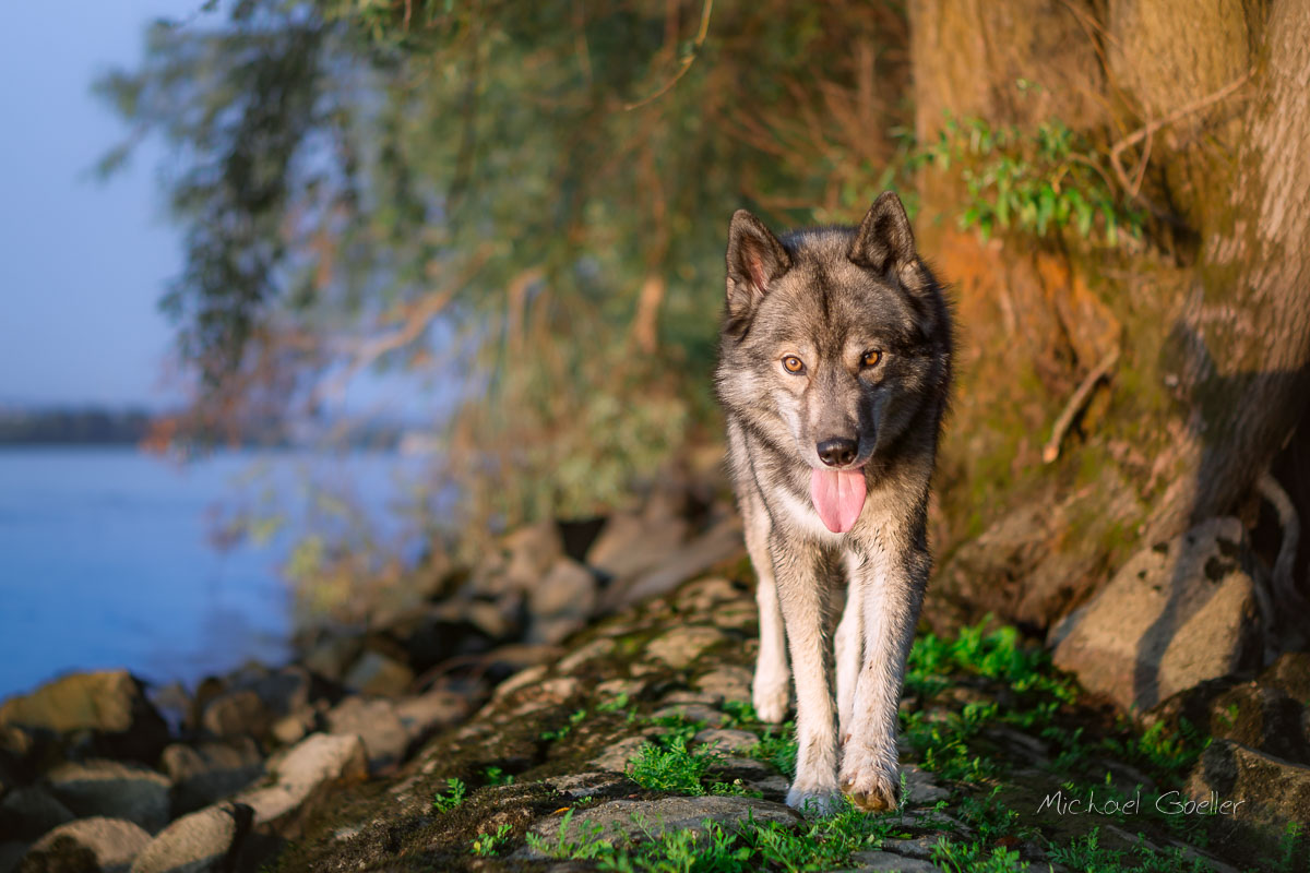 Wolf look-alike Ninja on the dam at the riverside