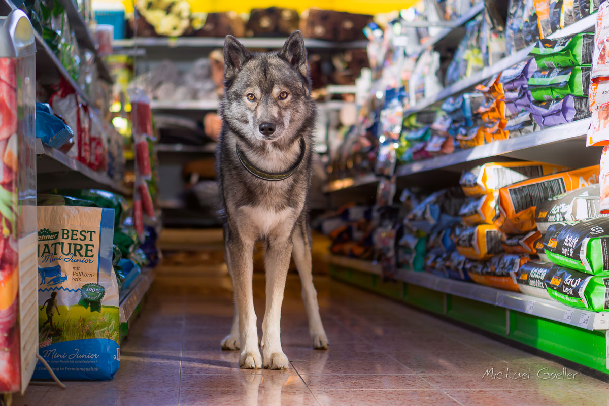 Wolf look-alike Ninja in the home improvement store